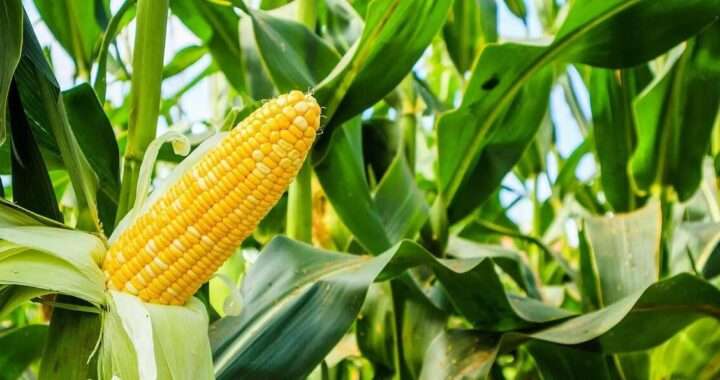 SIMPOSIO DE ARTE CULTURAL ESCOLAR EM CIENCIAS AGRARIAS